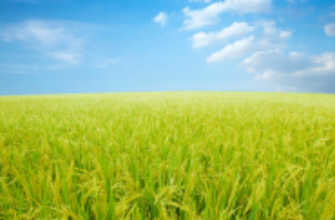 無農薬コシヒカリ１ｋｇ