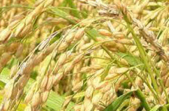 無農薬コシヒカリ５ｋｇ